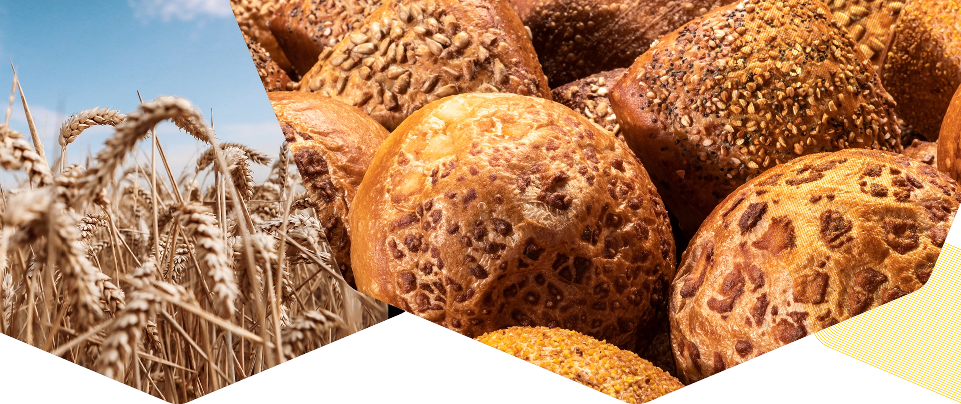 Bakkerij Visser &ndash; close-up van goudgeel tarweveld naast versgebakken broodjes met zaden en krokante korst.